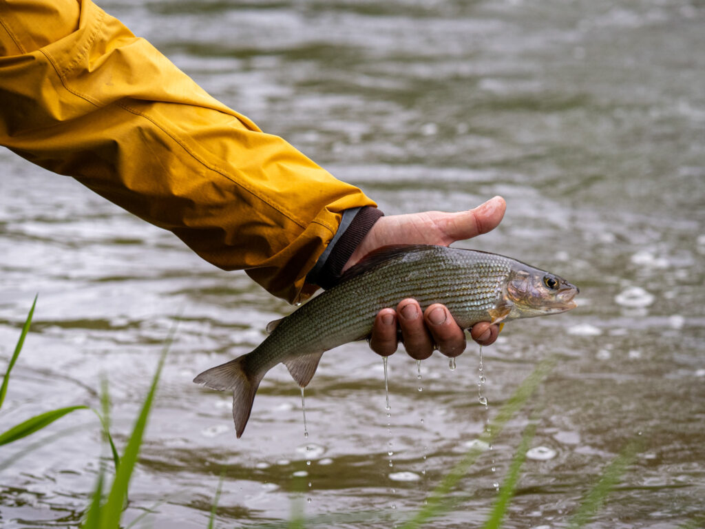 5 Didžiausios žuvys 2025m.